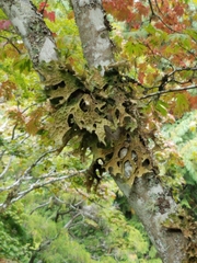 Lobaria pulmonaria