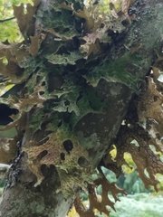 Lobaria pulmonaria