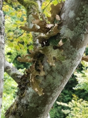 Lobaria pulmonaria