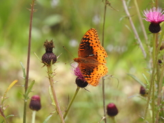 Speyeria nokomis