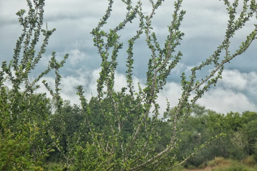 Vasey's Adelia (Adelia vaseyi)