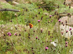 Speyeria nokomis