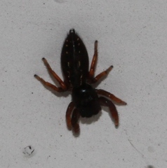Metacyrba