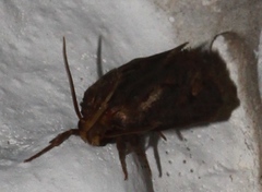 Acrolophus popeanella