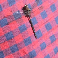Aeshna canadensis