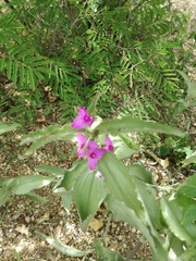 Tradescantia peninsularis
