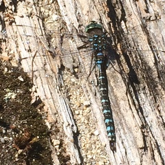 Aeshna canadensis