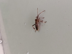 Leptoglossus occidentalis