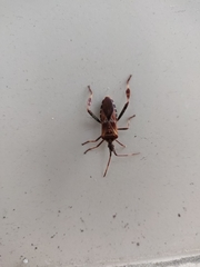 Leptoglossus occidentalis