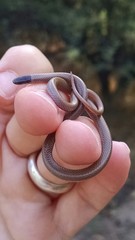 Tantilla hobartsmithi