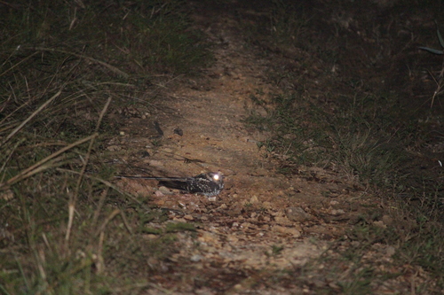 Long-trained Nightjar (Hydropsalis forcipata), photo 6