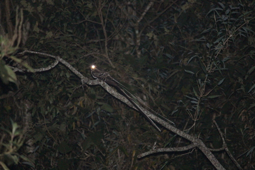 Long-trained Nightjar (Hydropsalis forcipata), photo 7