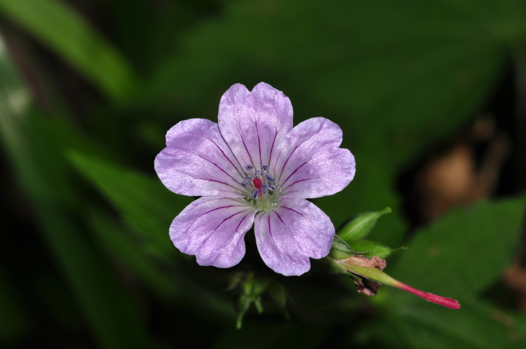 Knotted Crane's-bill