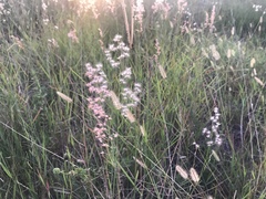 Melinis repens image