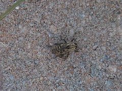 Thecesternus maculosus