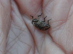 Thecesternus maculosus