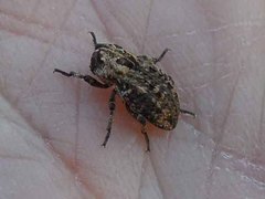 Thecesternus maculosus