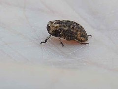 Thecesternus maculosus