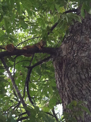 Sciurus niger