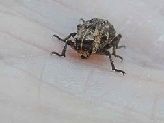 Thecesternus maculosus