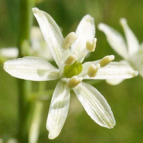 Ornithogalum sphaerocarpum, photograph 4