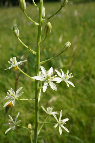 Tükürük otu (Ornithogalum sphaerocarpum)