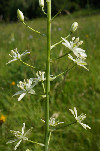 Ornithogalum sphaerocarpum, photograph 6