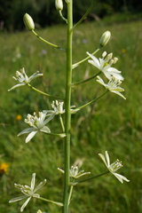 Ornithogalum sphaerocarpum, photograph (c) Patrick Hacker, some rights reserved (CC BY)