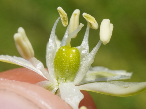 Ornithogalum sphaerocarpum, photograph 5
