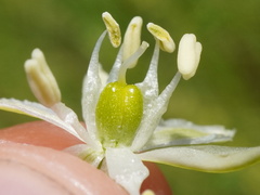 Ornithogalum sphaerocarpum, photograph (c) Patrick Hacker, some rights reserved (CC BY)