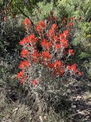 Castilleja lanata