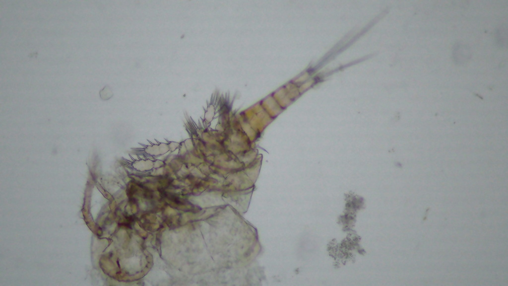 Microcyclops rubellus