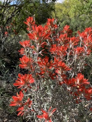 Castilleja lanata