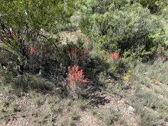 Castilleja lanata