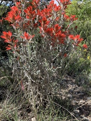 Castilleja lanata