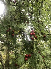 Crataegus
