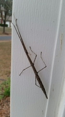 Diapheromera femorata