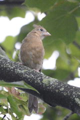 Cardinalis cardinalis