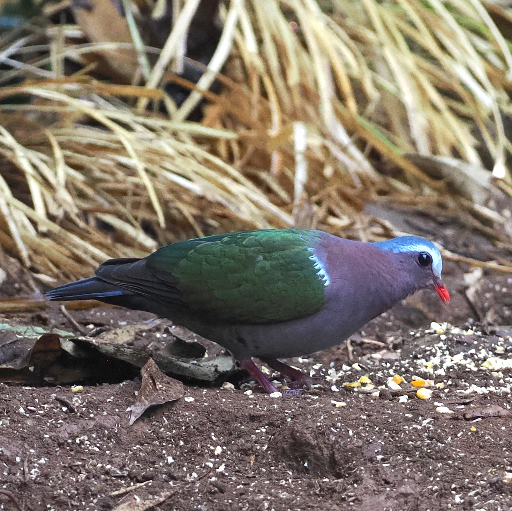 Common Emerald Dove