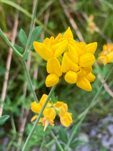 Lotus pedunculatus iNat (1)