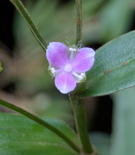 Callisia ciliata