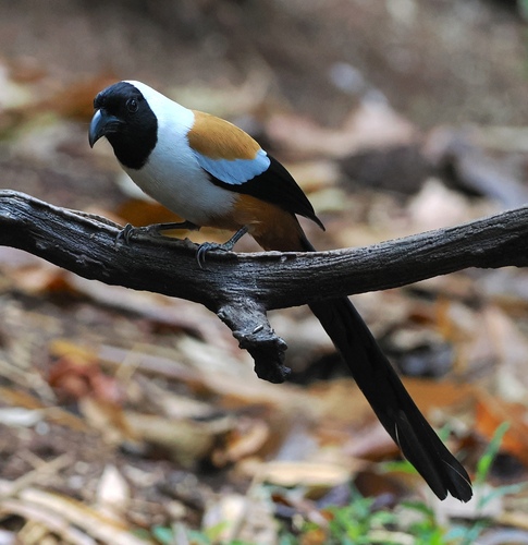 Témia masquée (Dendrocitta frontalis)