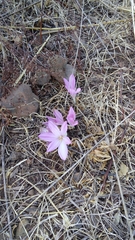Colchicum troodi
