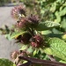 Lesser Burdock - Photo (c) roxanecastan, some rights reserved (CC BY-NC), uploaded by roxanecastan