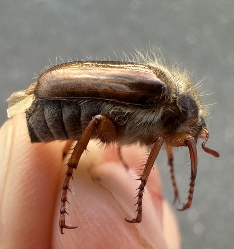 Amphimallon fallenii