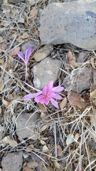 Colchicum feinbruniae