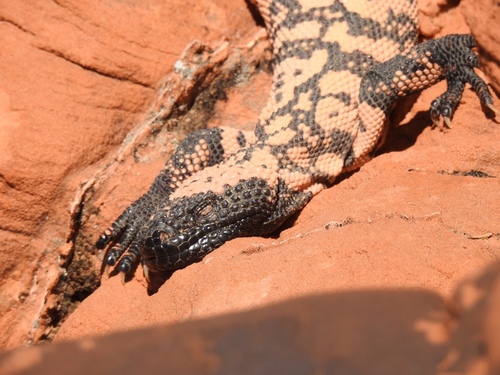 Gila Monster