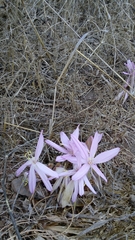 Colchicum troodi