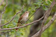 Common Nightingale photo 3
