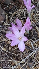 Colchicum troodi